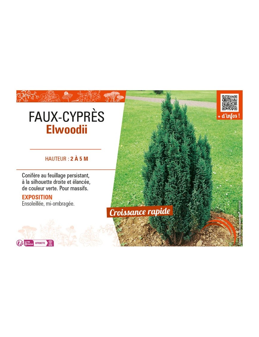 CHAMAECYPARIS voir FAUX-CYPRÈS ELLWOODII
