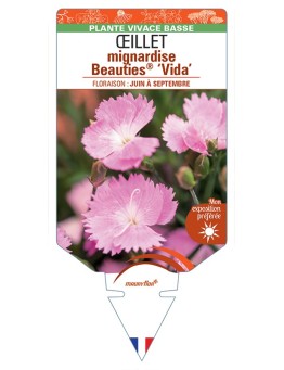 DIANTHUS plumarius Beauties® Vida voir Œillet mignardise