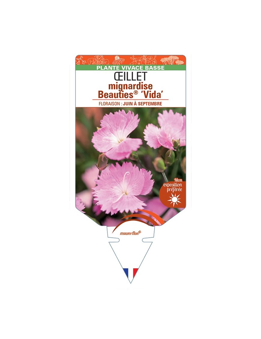 DIANTHUS plumarius Beauties® Vida voir Œillet mignardise