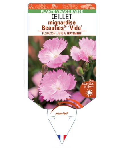 DIANTHUS plumarius Beauties® Vida voir Œillet mignardise