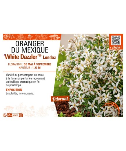 CHOISYA TERNATA White Dazzler® Londaz voir  ORANGER DU MEXIQUE