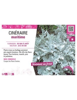 CINERAIRE MARITIME