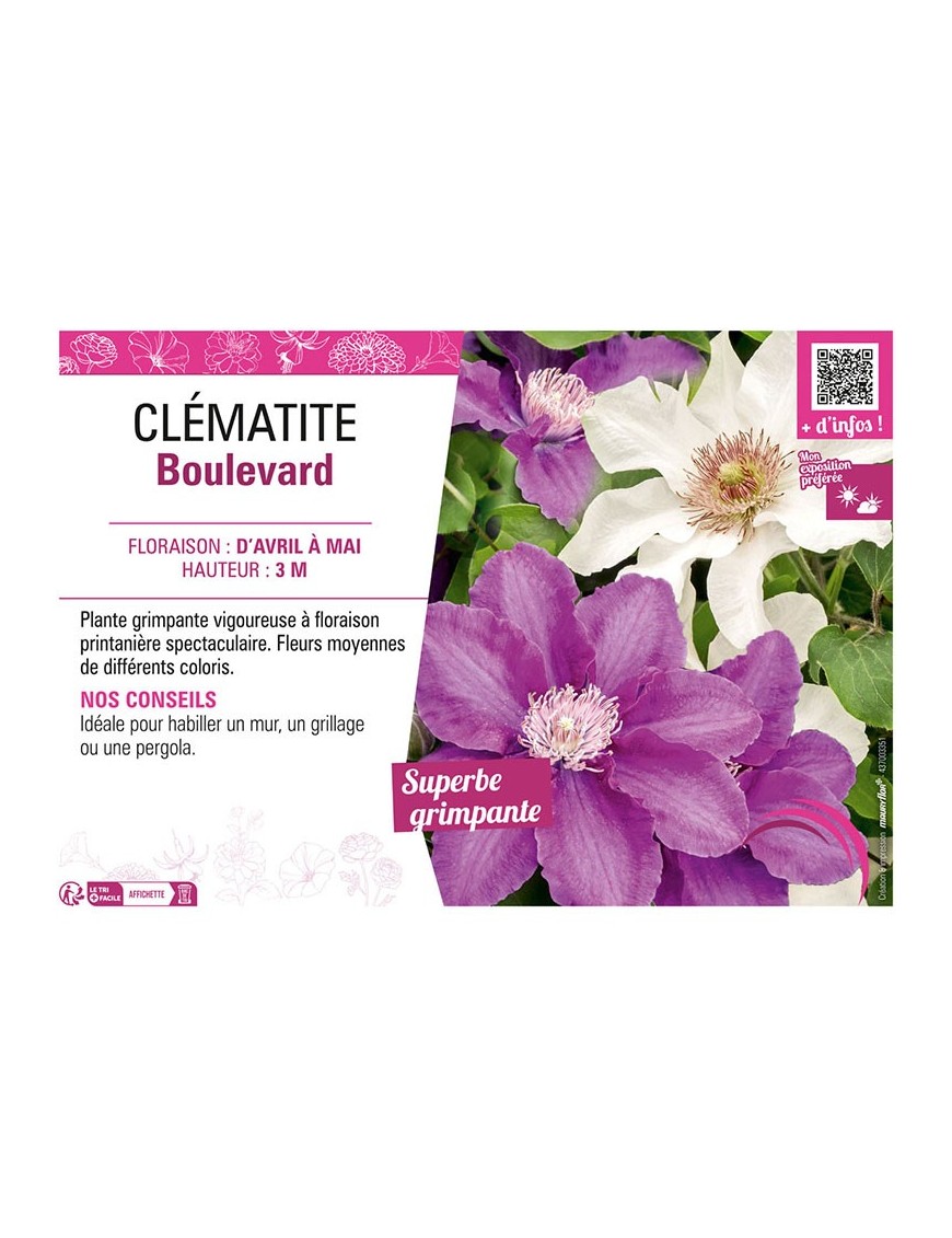 CLÉMATITE BOULEVARD