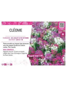 CLÉOME (varié)