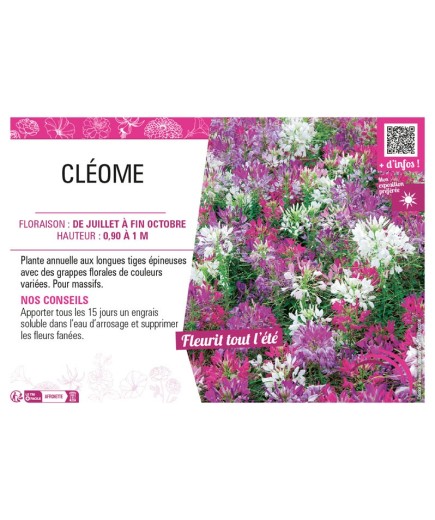 CLÉOME (varié)