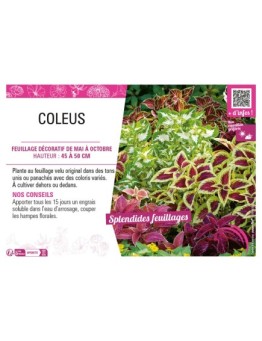 COLEUS