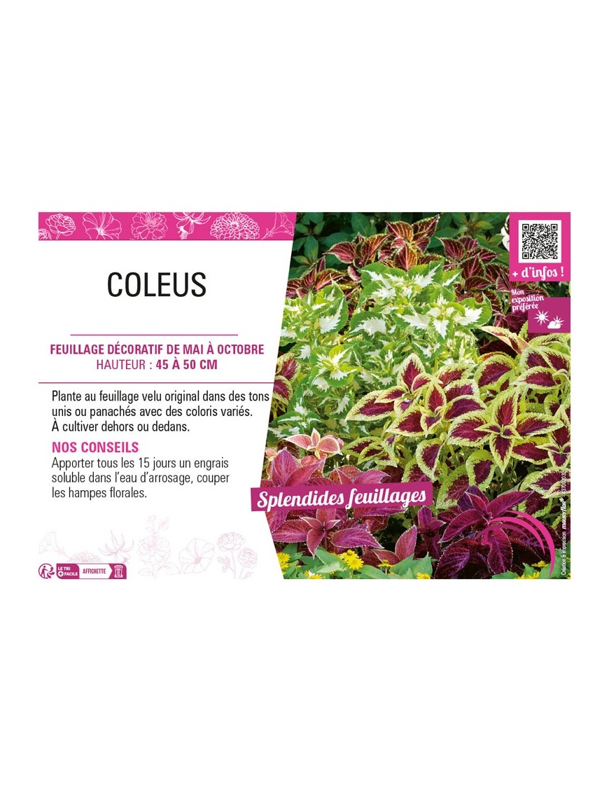 COLEUS