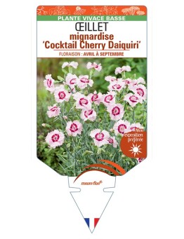 DIANTHUS plumarius Cocktail Cherry Daiquiri voir Œillet mignardise