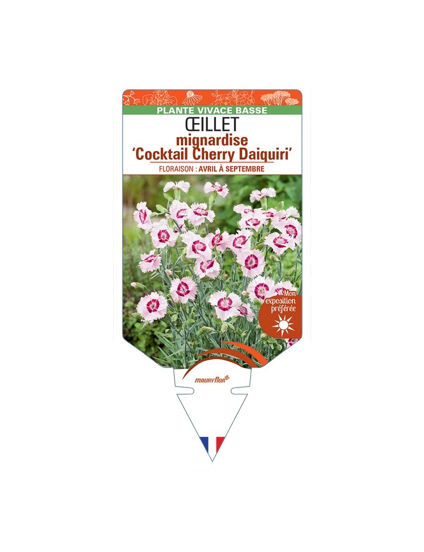 DIANTHUS plumarius Cocktail Cherry Daiquiri voir Œillet mignardise