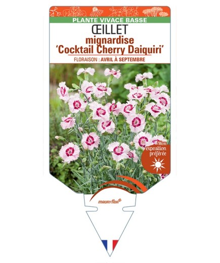 DIANTHUS plumarius Cocktail Cherry Daiquiri voir Œillet mignardise