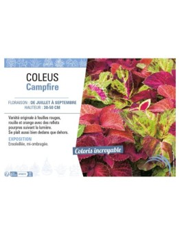 COLEUS CAMPFIRE