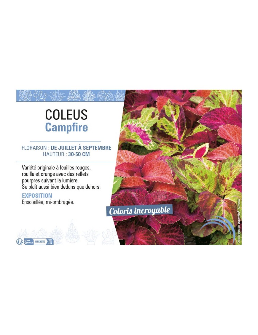 COLEUS CAMPFIRE