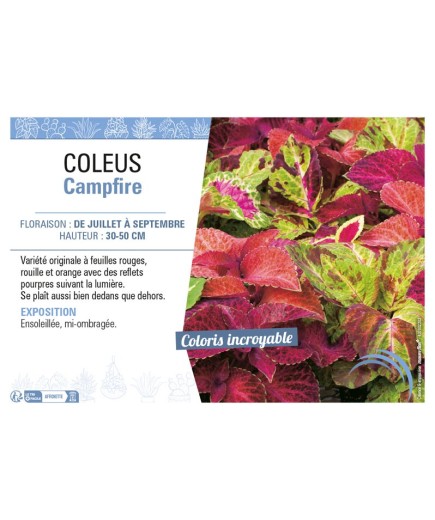 COLEUS CAMPFIRE
