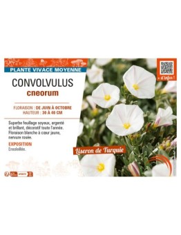 CONVOLVULUS CNEORUM