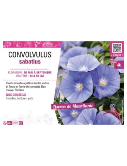 CONVOLVULUS SABATIUS