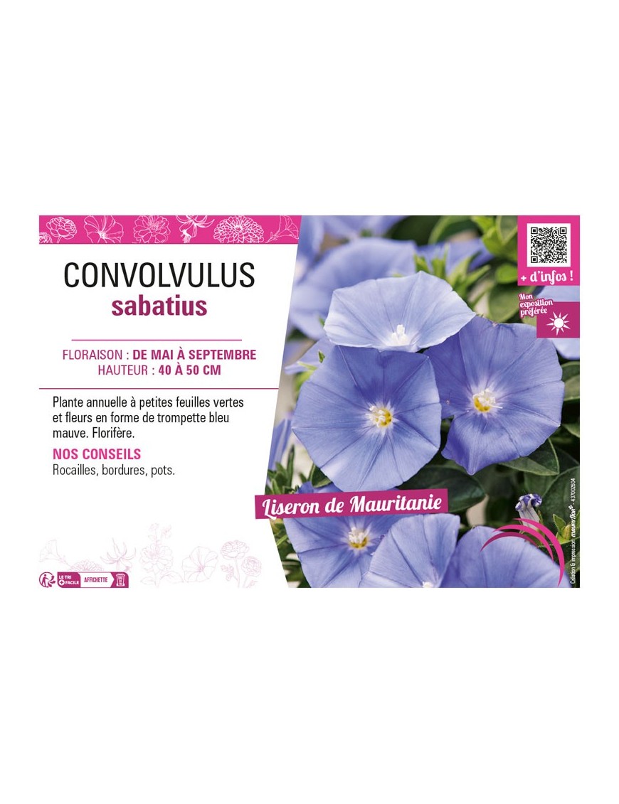 CONVOLVULUS SABATIUS