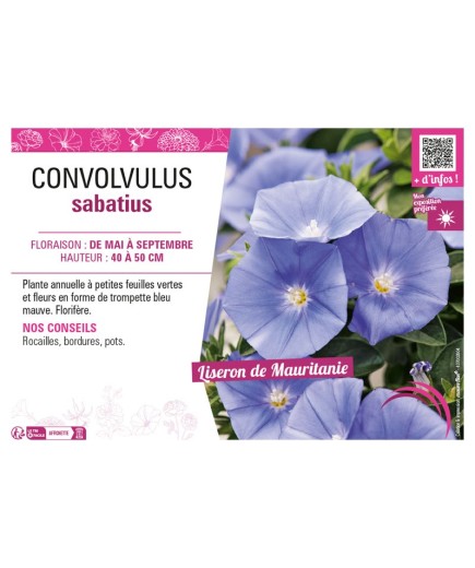 CONVOLVULUS SABATIUS