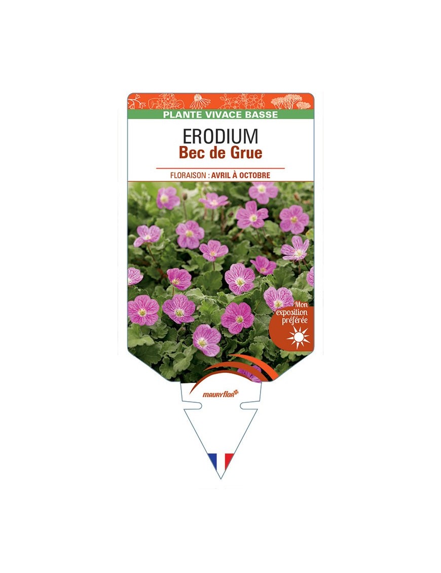 ERODIUM (x variabile 'Roseum') Bec de Grue *