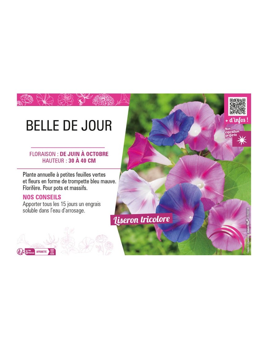 CONVOLVULUS voir BELLE DE JOUR