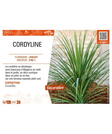 CORDYLINE
