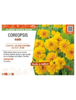 COREOPSIS (lanceolata) nain