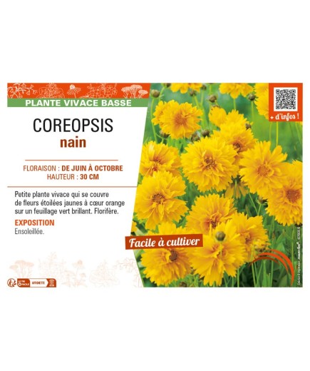 COREOPSIS (lanceolata) nain