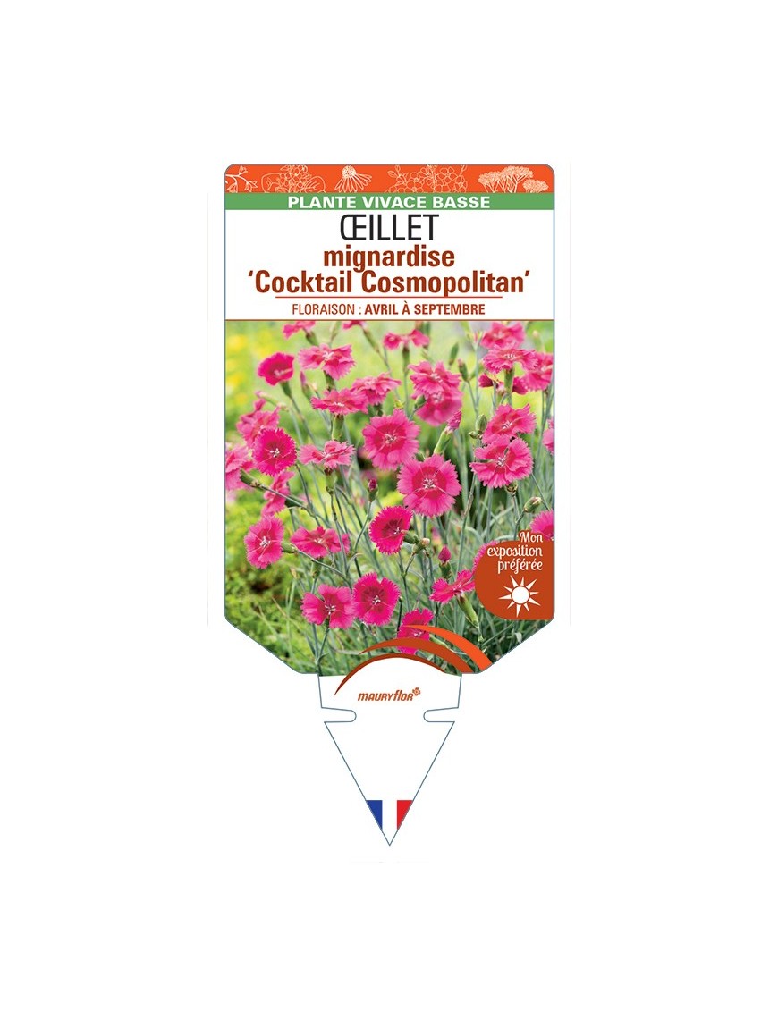 DIANTHUS plumarius Cocktail Cosmopolitan voir Œillet mignardise