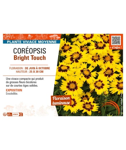 COREOPSIS BRIGHT TOUCH