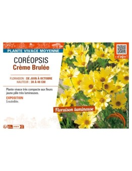 COREOPSIS CRÈME BRULÉE