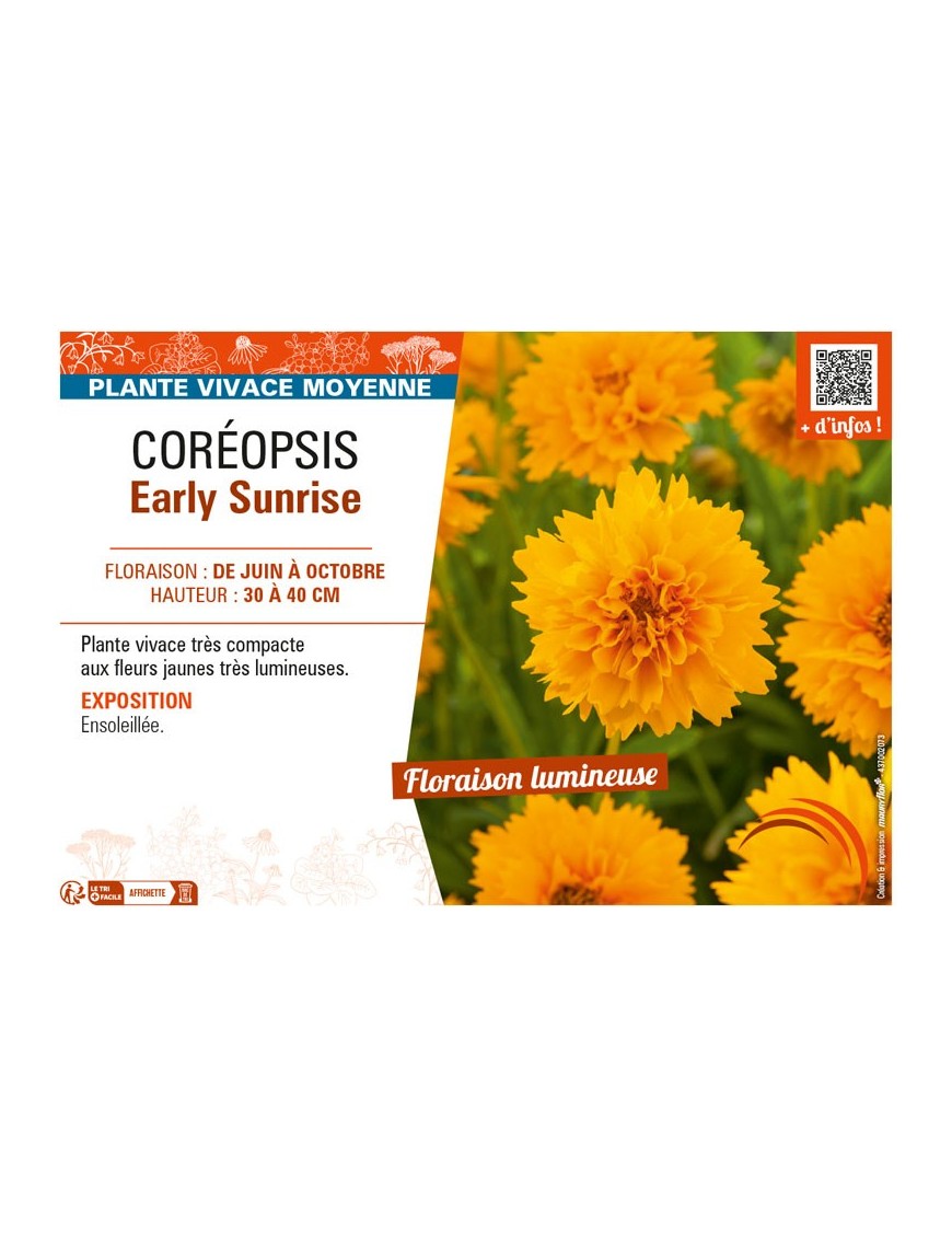 COREOPSIS EARLY SUNRISE