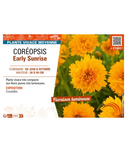 COREOPSIS EARLY SUNRISE
