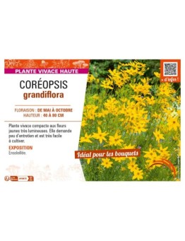 COREOPSIS grandiflora