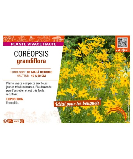 COREOPSIS grandiflora