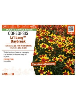 COREOPSIS LI'L BANGTM DAYBREAK