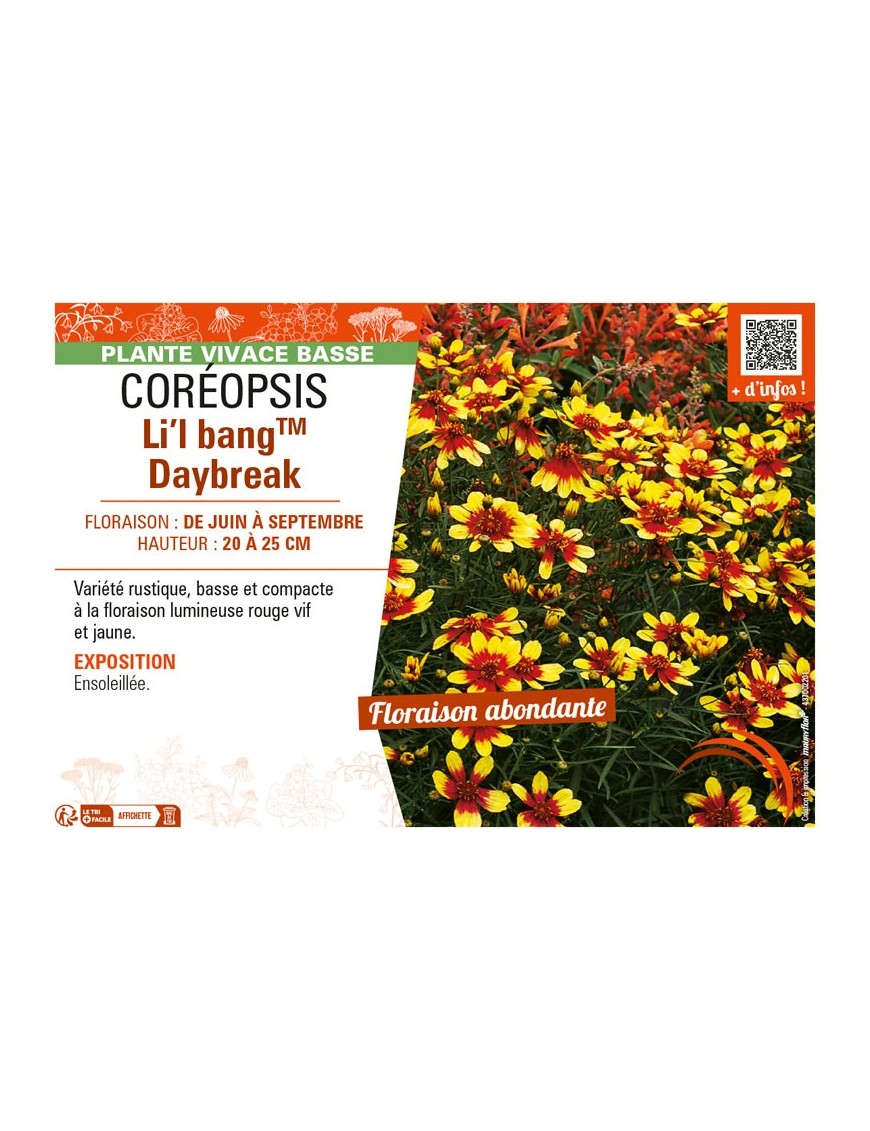 COREOPSIS LI'L BANGTM DAYBREAK
