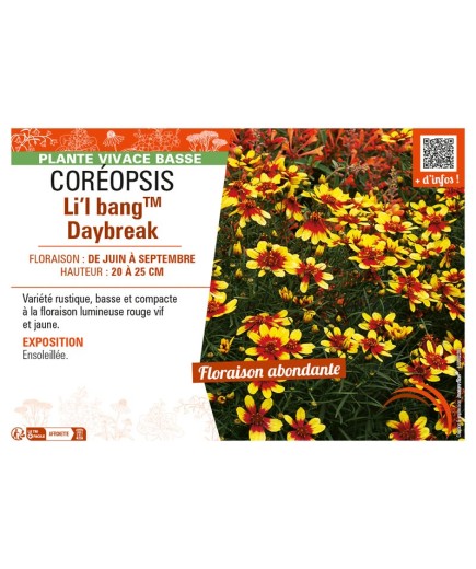 COREOPSIS LI'L BANGTM DAYBREAK
