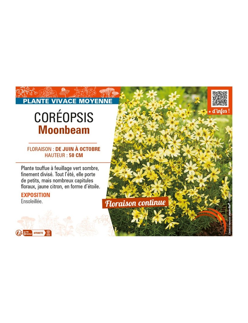 COREOPSIS MOONBEAM