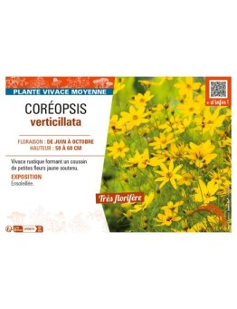 COREOPSIS VERTICILLATA