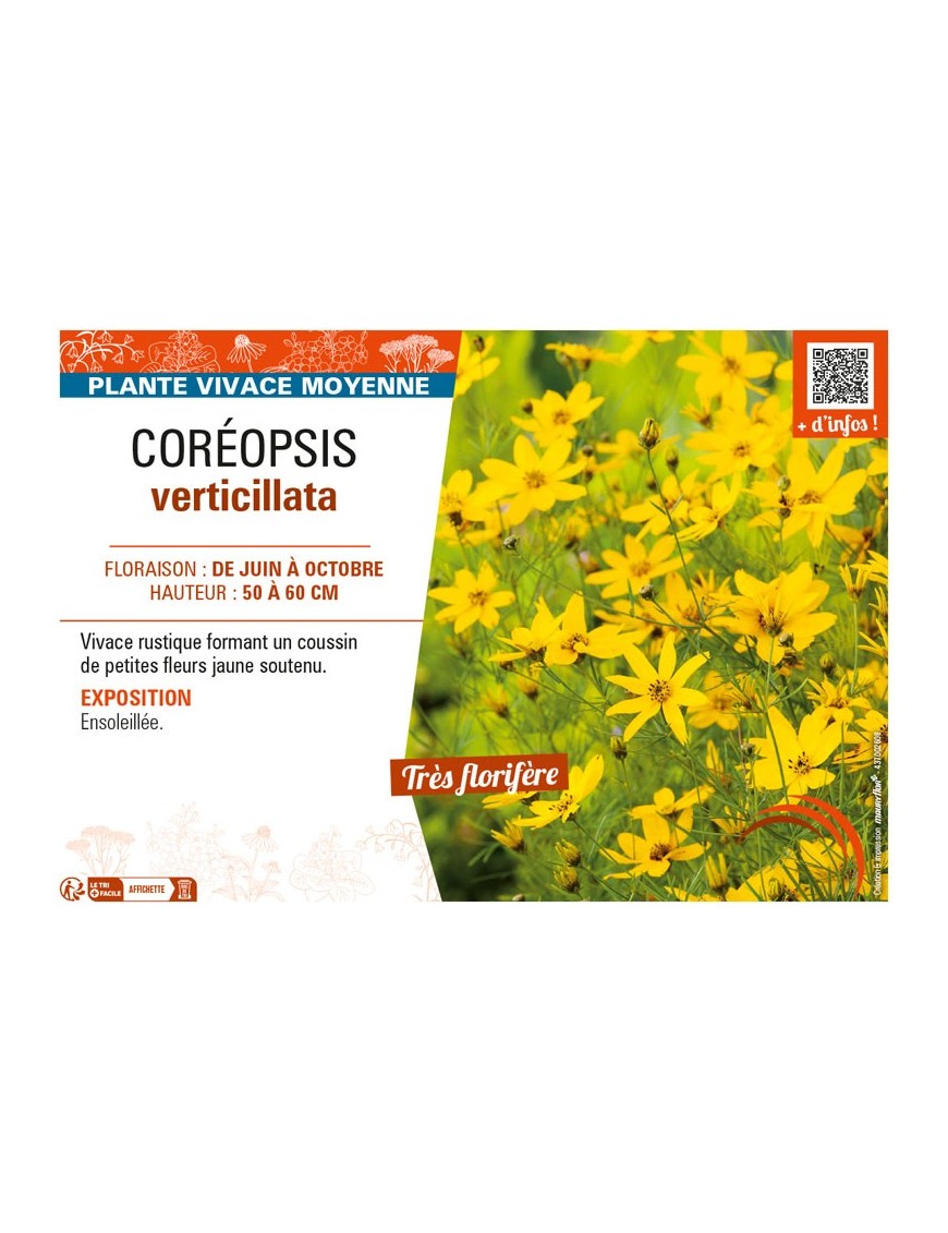 COREOPSIS VERTICILLATA