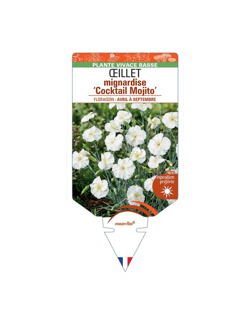 DIANTHUS plumarius Cocktail Mojito voir Œillet mignardise