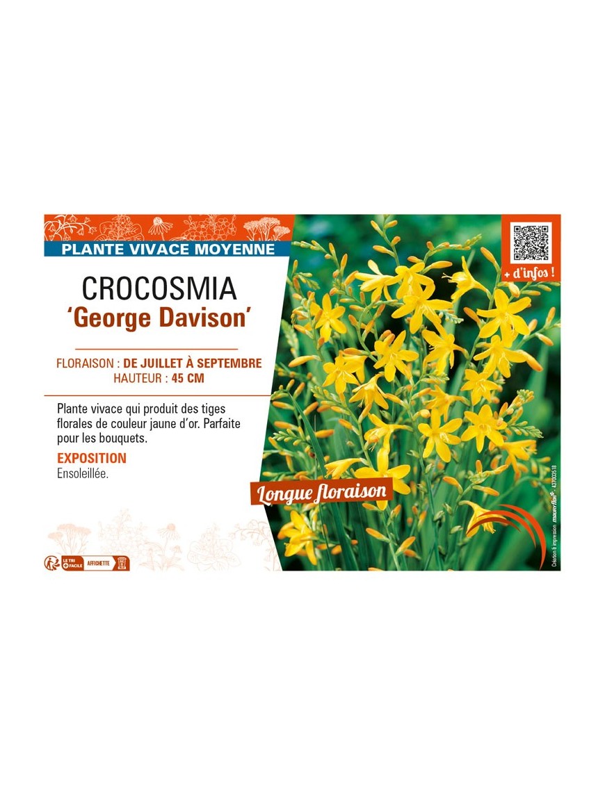 CROCOSMIA (crocosmiiflora) George Davison