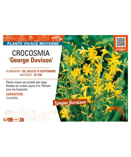 CROCOSMIA (crocosmiiflora) George Davison