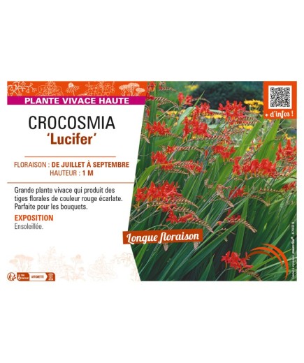 CROCOSMIA (crocosmiiflora) Lucifer