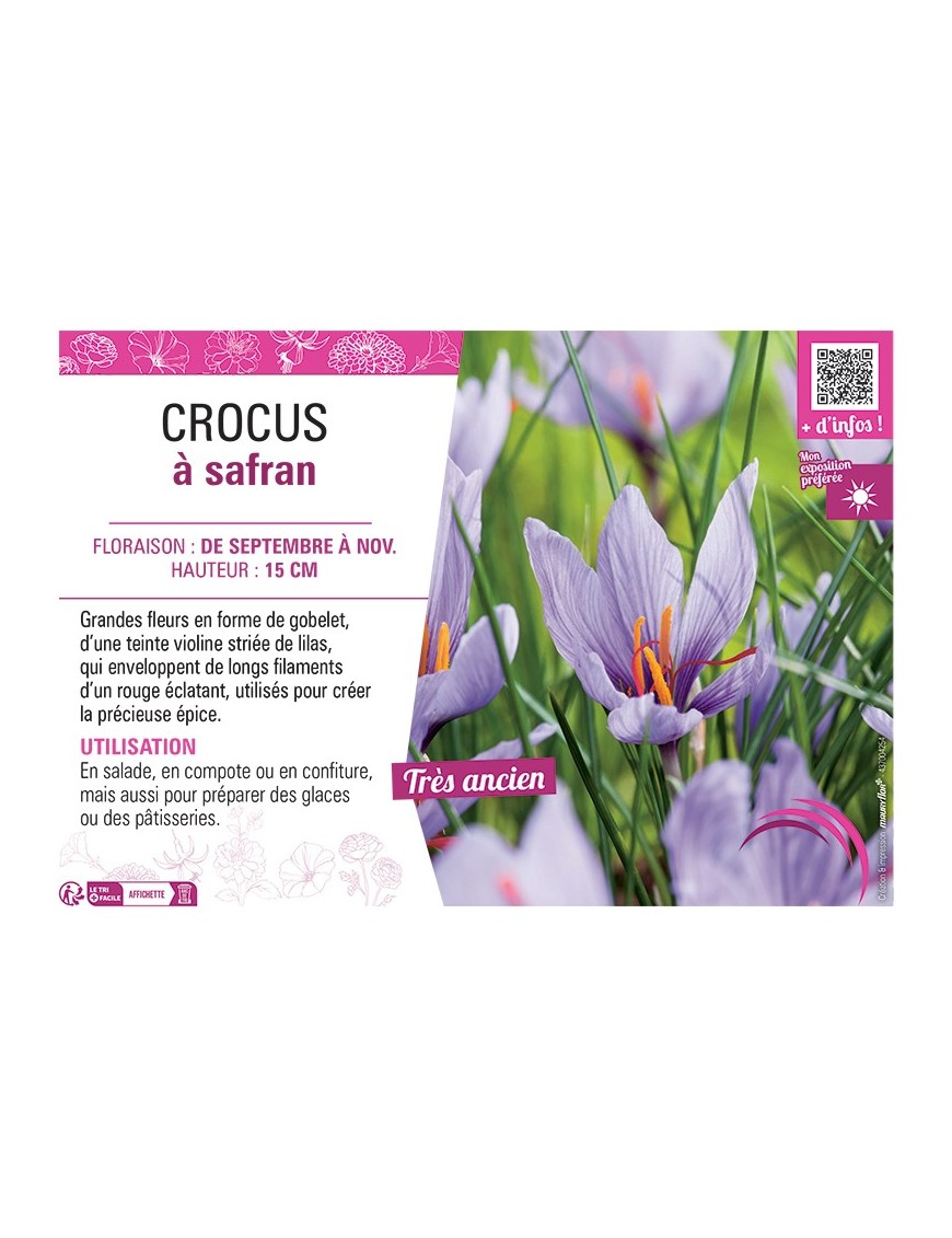 CROCUS à SAFRAN