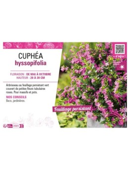 CUPHÉA HYSSOPIFOLIA