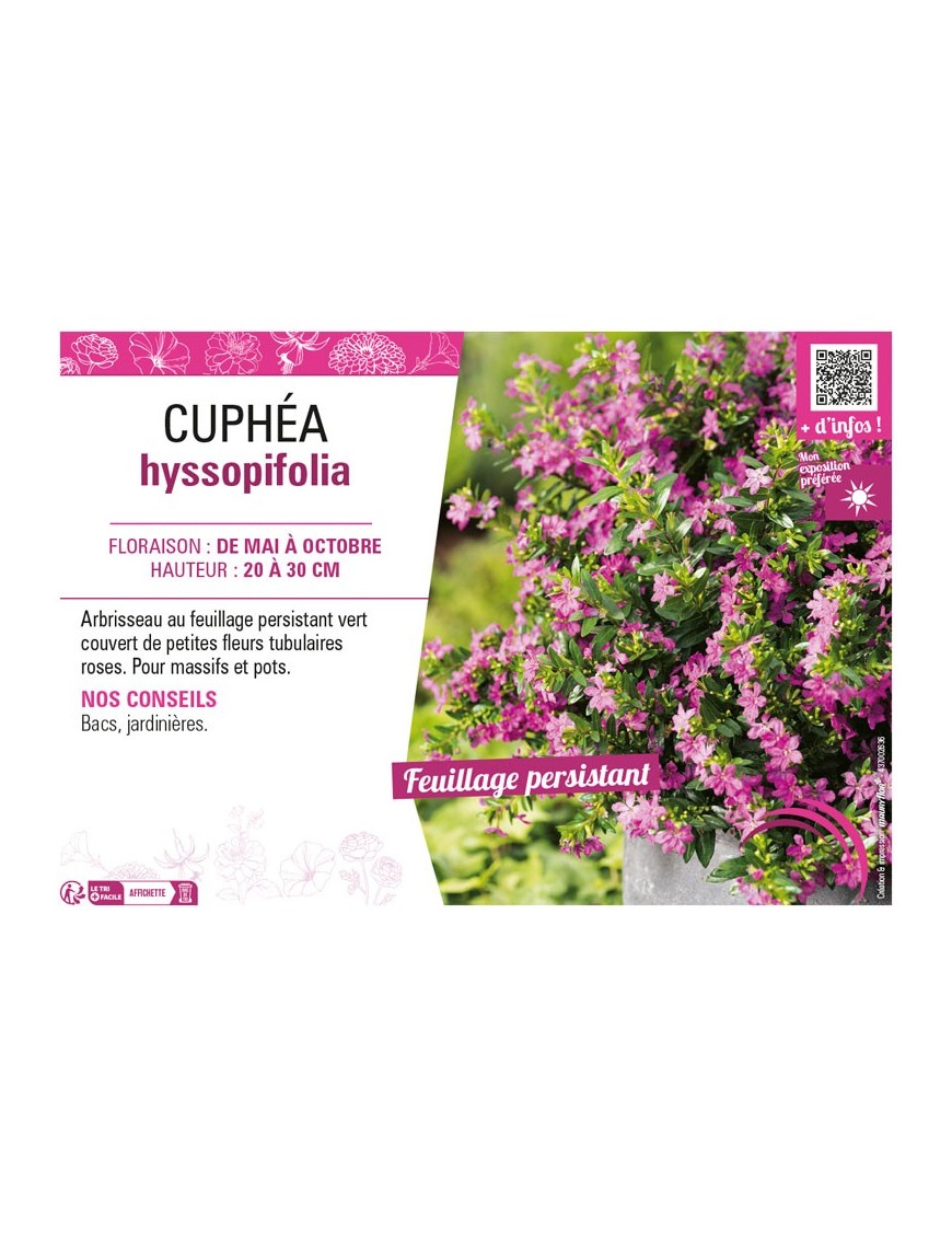 CUPHÉA HYSSOPIFOLIA