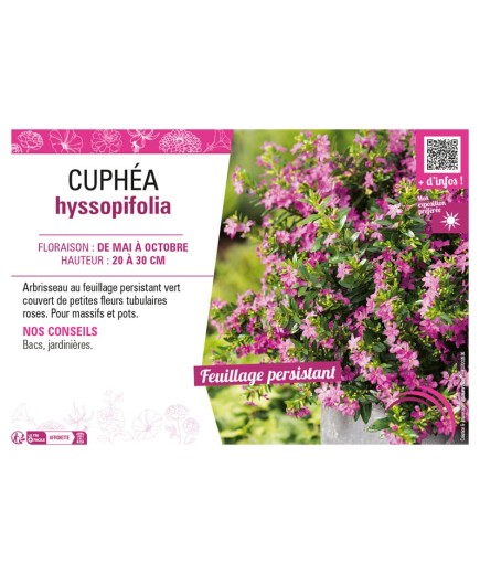CUPHÉA HYSSOPIFOLIA