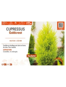CUPRESSUS GOLDCREST