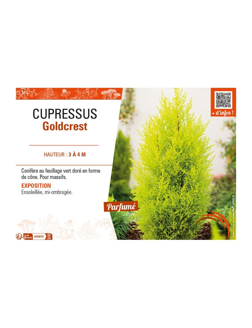 CUPRESSUS GOLDCREST