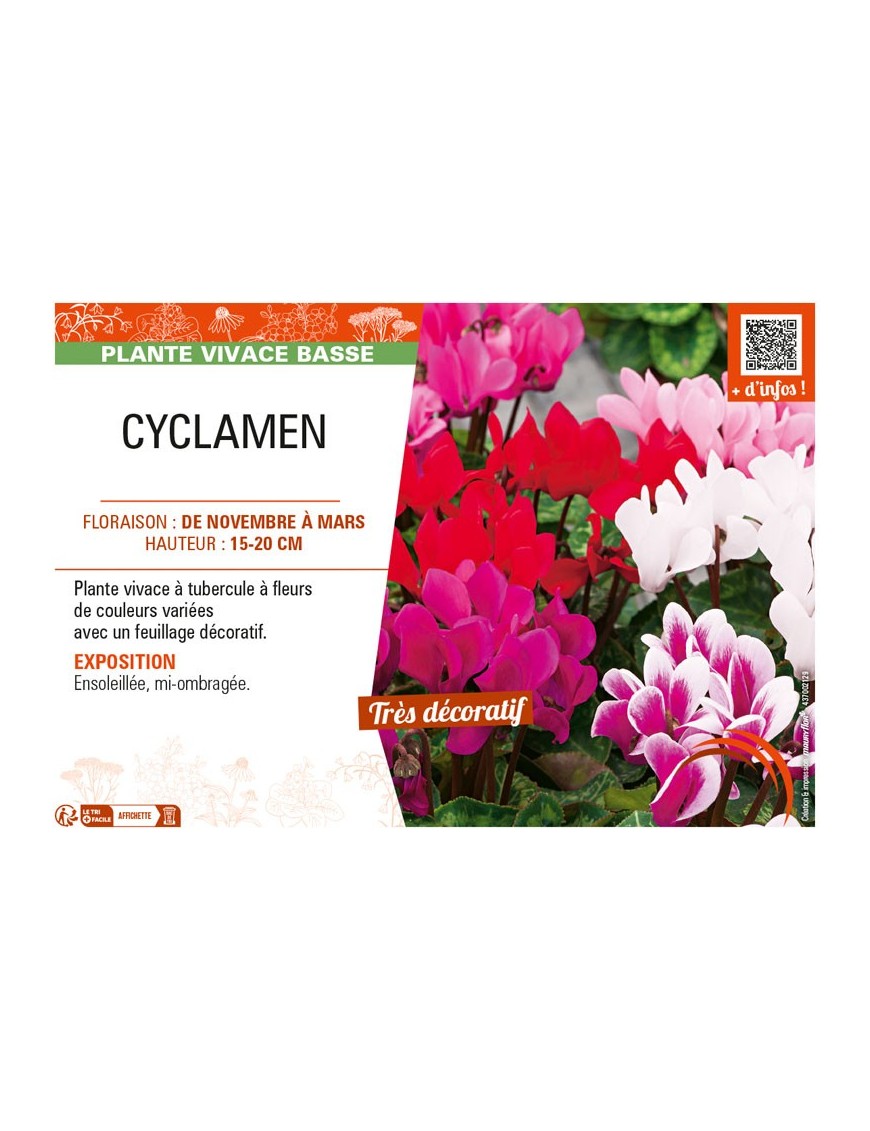 CYCLAMEN